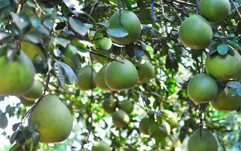 Bưởi Tân Triều – Giá trị đặc sản nổi tiếng của quê hương Đồng Nai