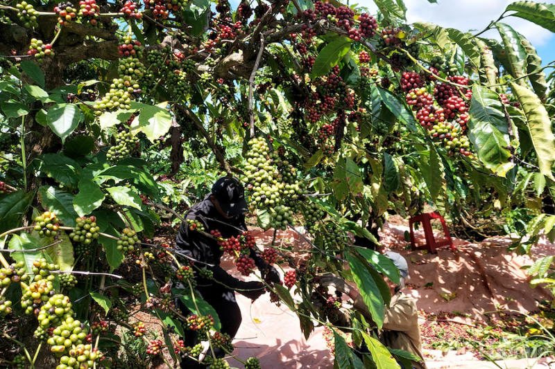Giá cà phê hôm nay, 12/12: Giá cà phê trong nước tiến sát mốc 41.000 đồng/kg Giá cà phê hôm nay, 12/12: Giá cà phê trong nước tiến sát mốc 41.000 đồng/kg