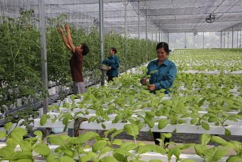 Lạng Sơn: Triển khai đồng bộ giải pháp lĩnh vực bảo hiểm đến người lao động tại các hợp tác xã