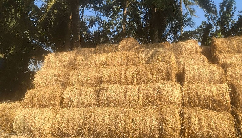 Thu hút đầu tư vào lĩnh vực phế phụ phẩm nông nghiệp: Vẫn thiếu chính sách riêng Thu hút đầu tư vào lĩnh vực phế phụ phẩm nông nghiệp: Vẫn thiếu chính sách riêng