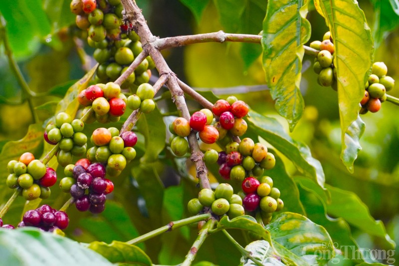 Giá cà phê hôm nay, 14/12: Giá cà phê trong nước tăng nhẹ Giá cà phê hôm nay, 14/12: Giá cà phê trong nước tăng nhẹ