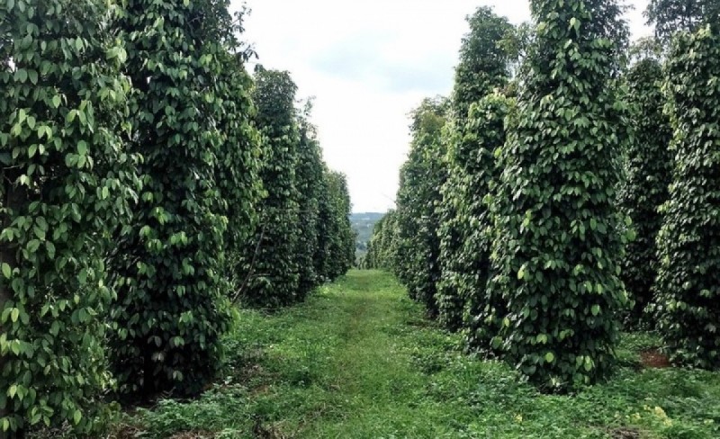 Đắk Nông: Xây dựng mã số vùng trồng cho chỉ dẫn địa lý hồ tiêu Đắk Nông: Xây dựng mã số vùng trồng cho chỉ dẫn địa lý hồ tiêu