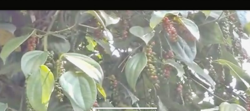 Giá tiêu hôm nay 15/12: Thị trường Đồng Nai giữ nguyên giá thu mua