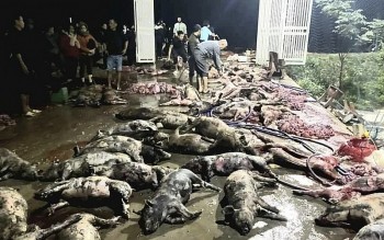 Nghệ An: Một trang trại chăn nuôi lợn bị hoả hoạn