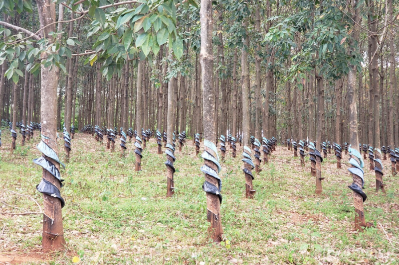 Kon Tum: Kim ngạch xuất khẩu về đích vượt 19% kế hoạch năm 2022