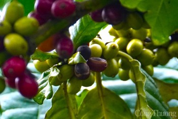 Giá cà phê hôm nay, 17/12: Giá cà phê trong nước đi ngang