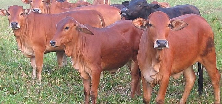 Quản lý thị trường