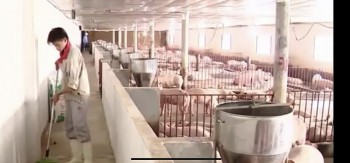 Đồng Nai: Đẩy mạnh phát triển chăn nuôi theo hướng nâng cao giá trị gia tăng