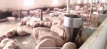 Đồng Nai: Ngành chăn nuôi heo gặp khó