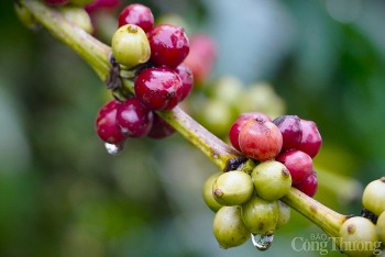Giá cà phê hôm nay, ngày 24/10/2023: Giá cà phê trong nước tăng trở lại