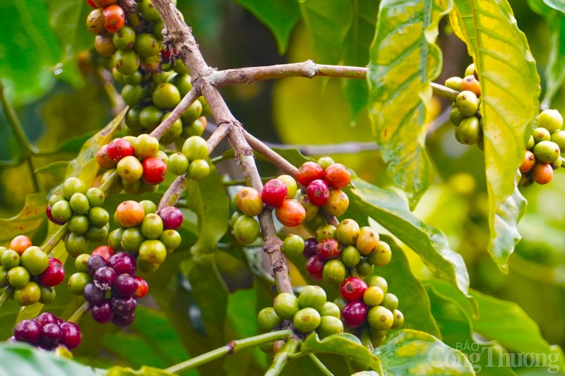 Giá cà phê hôm nay, 23/12: Giá cà phê trong nước từ 40.300 đồng/kg Giá cà phê hôm nay, 23/12: Giá cà phê trong nước từ 40.300 đồng/kg