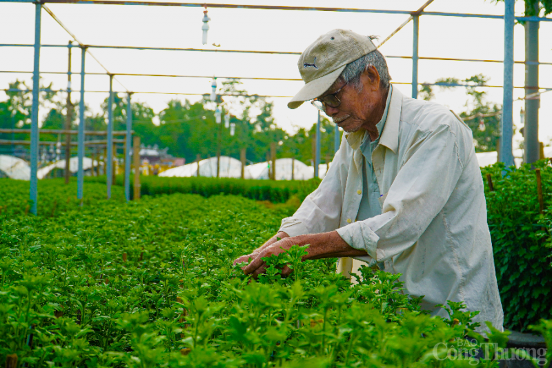 Làng hoa lớn nhất thành phố Đà Nẵng chuẩn bị đón Tết thế nào?
