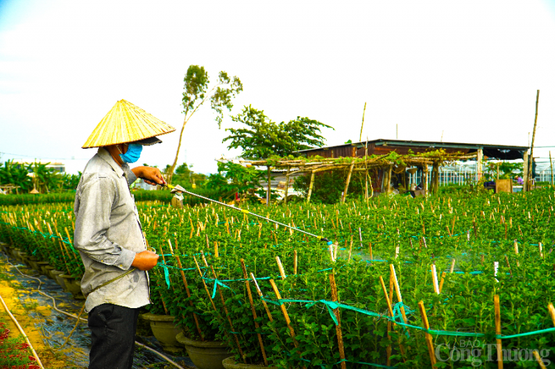 Làng hoa lớn nhất thành phố Đà Nẵng chuẩn bị đón Tết thế nào?
