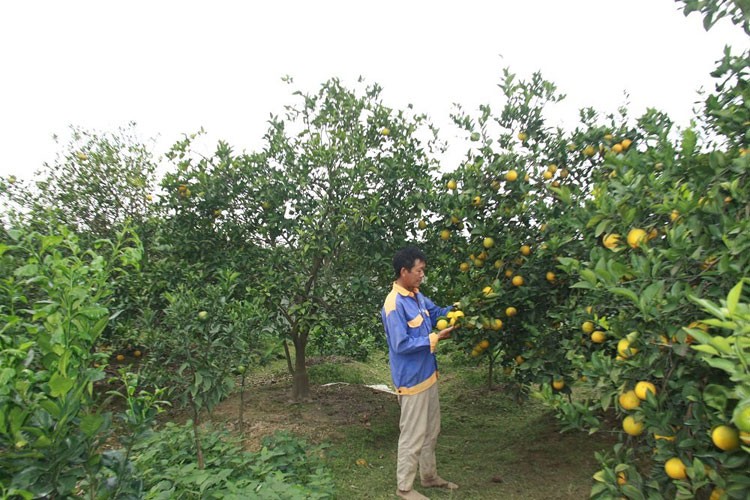 Huyện Phù Cừ, tỉnh Hưng Yên: Phấn đấu về đích huyện nông thôn mới kiểu mẫu Huyện Phù Cừ, tỉnh Hưng Yên: Phấn đấu về đích huyện nông thôn mới kiểu mẫu