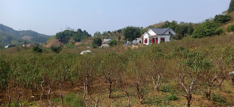 Người trồng đào Bảo Thắng tất bật chuẩn bị phục vụ dịp Tết Người trồng đào Bảo Thắng tất bật chuẩn bị phục vụ dịp Tết