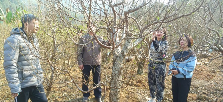 Người trồng đào Bảo Thắng tất bật chuẩn bị phục vụ dịp Tết Người trồng đào Bảo Thắng tất bật chuẩn bị phục vụ dịp Tết