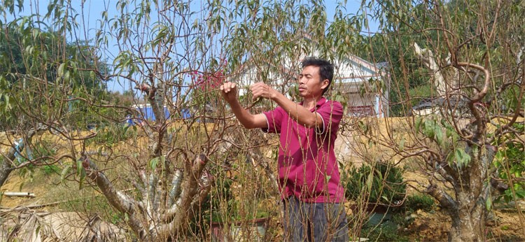 Người trồng đào Bảo Thắng tất bật chuẩn bị phục vụ dịp Tết Người trồng đào Bảo Thắng tất bật chuẩn bị phục vụ dịp Tết