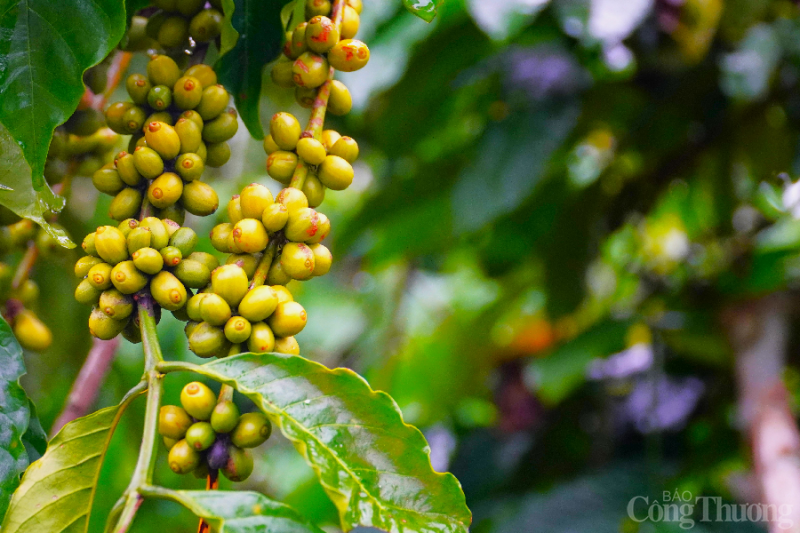 Giá cà phê hôm nay, 28/12: Giá cà phê trong nước không biến động