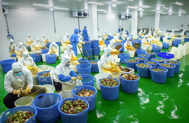 Đắk Nông: Giải pháp nào để phát triển chế biến sâu trong nông nghiệp? Đắk Nông: Giải pháp nào để phát triển chế biến sâu trong nông nghiệp?