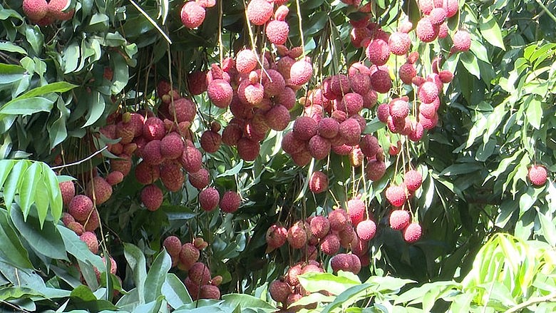 huyện Phù Cừ phát triển toàn diện và bền vững