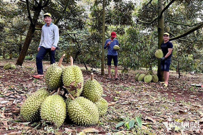 Thắng đậm tại Trung Quốc, sầu riêng sẽ thành trái cây tỷ USD Thắng đậm tại Trung Quốc, sầu riêng sẽ thành trái cây tỷ USD