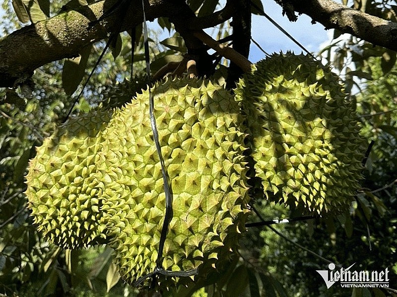 Thắng đậm tại Trung Quốc, sầu riêng sẽ thành trái cây tỷ USD Thắng đậm tại Trung Quốc, sầu riêng sẽ thành trái cây tỷ USD