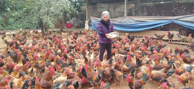 Gà Bảo Thắng phục vụ Tết 2023 được giá Gà Bảo Thắng phục vụ Tết 2023 được giá