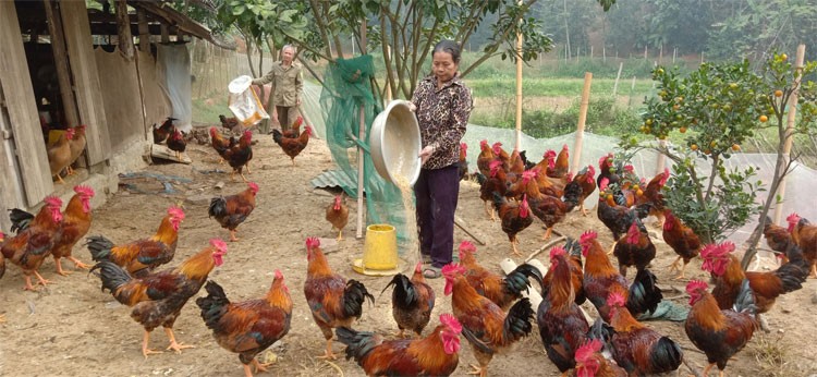 Gà Bảo Thắng phục vụ Tết 2023 được giá Gà Bảo Thắng phục vụ Tết 2023 được giá