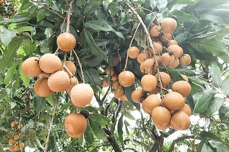 Hơn 10 tấn nhãn tươi đầu tiên đã được xuất khẩu sang thị trường Nhật Bản Hơn 10 tấn nhãn tươi đầu tiên đã được xuất khẩu sang thị trường Nhật Bản