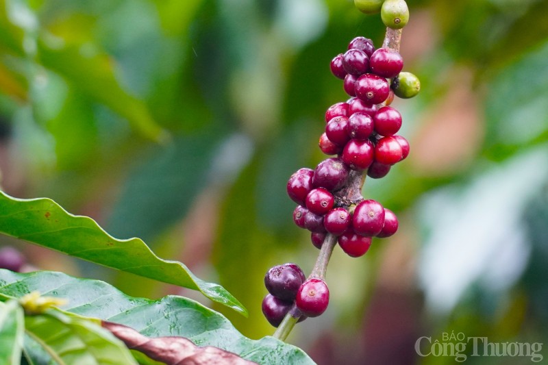 giá cà phê hôm nay giá cà phê hôm nay