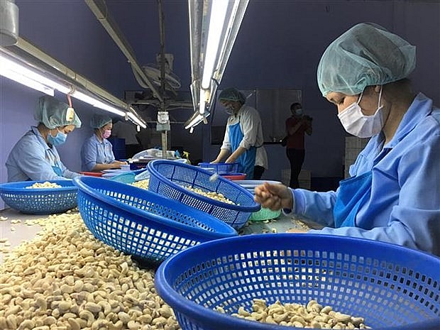Sơ chế hạt điều xuất khẩu Sơ chế hạt điều xuất khẩu