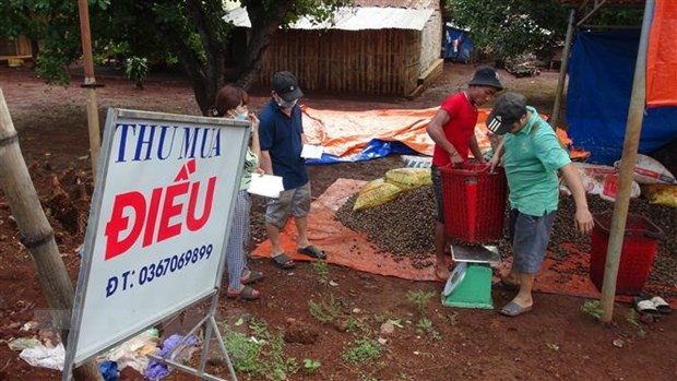 Không đạt mục tiêu, doanh nghiệp xuất khẩu điều tìm thị trường ngách hình ảnh 2 Khong dat muc tieu, doanh nghiep xuat khau dieu tim thi truong ngach hinh anh 2