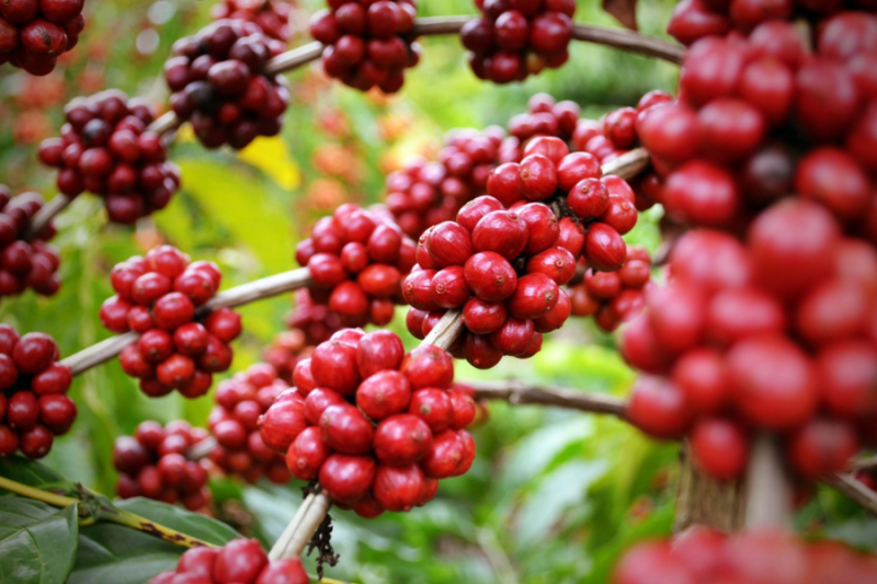 Giá cà phê hôm nay 08/1: Giá cà phê trong nước giảm 100 đồng/kg Giá cà phê hôm nay 08/1: Giá cà phê trong nước giảm 100 đồng/kg