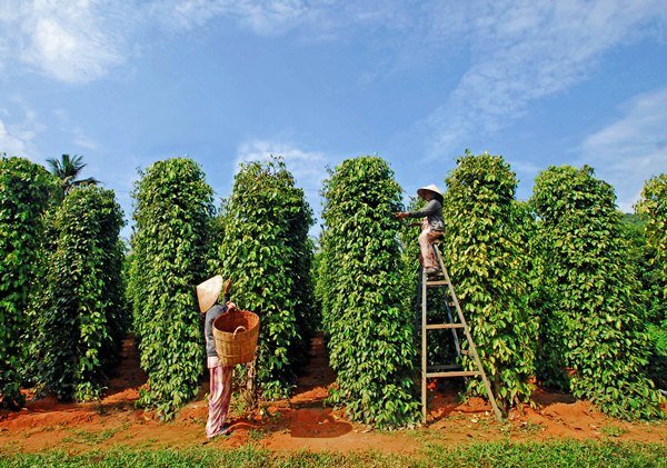 Giá xuất khẩu hạt tiêu tăng gần 19% - Ảnh 1. Giá xuất khẩu hạt tiêu tăng gần 19% - Ảnh 1.