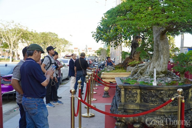 Ngày 14/11, Hội thi Mai Vàng lần đầu tiên được tổ chức tại thành phố Đà Nẵng với mục đích nâng cao vị thế cây mai trong dịp tết cổ truyền dân tộc Việt, đồng thời góp phần làm phong phú và sinh động các hoạt động mừng Tết Nguyên đán - Tết cổ truyền dân tộc Việt Nam.