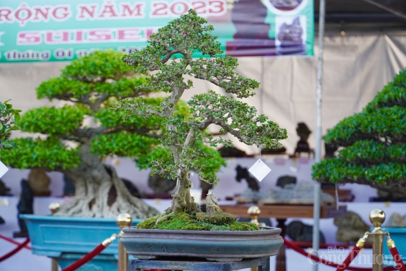 Du khách thích thú với Hội thi Mai Vàng tại Đà Nẵng