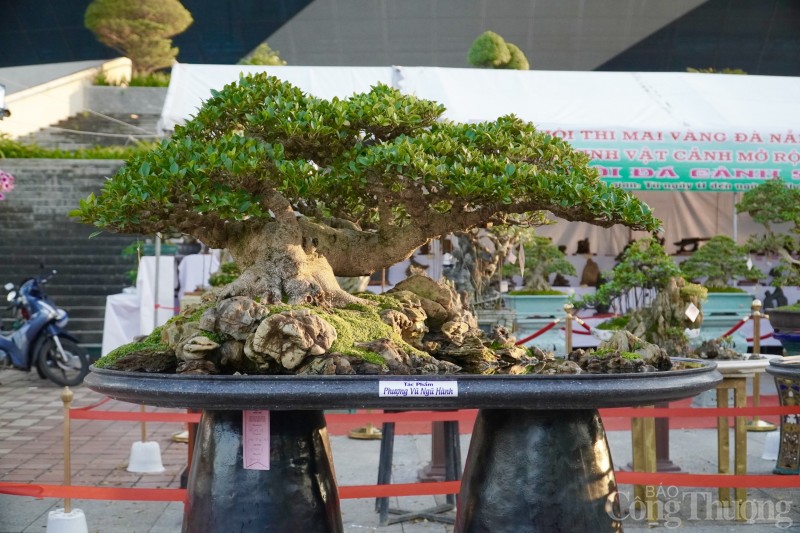 Du khách thích thú với Hội thi Mai Vàng tại Đà Nẵng