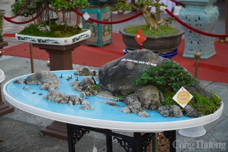 Du khách thích thú với Hội thi Mai Vàng tại Đà Nẵng