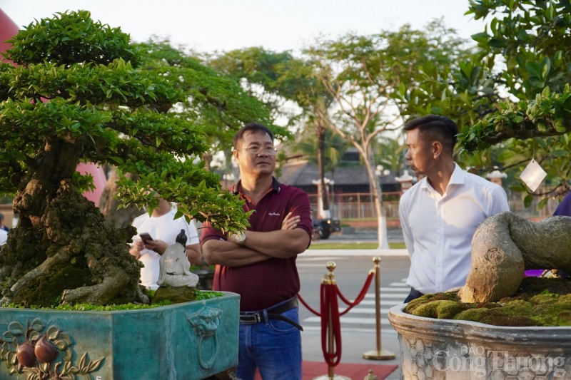 Du khách thích thú với Hội thi Mai Vàng tại Đà Nẵng