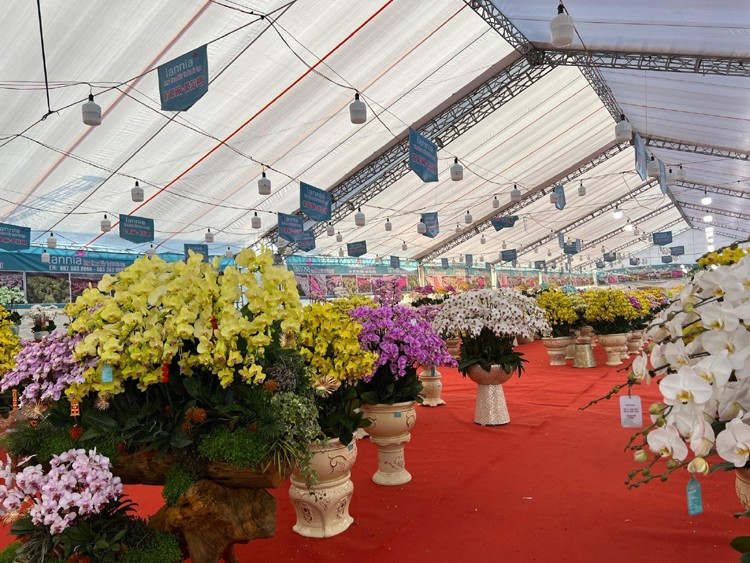 Hàng Tết 2023: Giải mã bí mật Cây mai "vàng" 24K khủng nhất Việt Nam