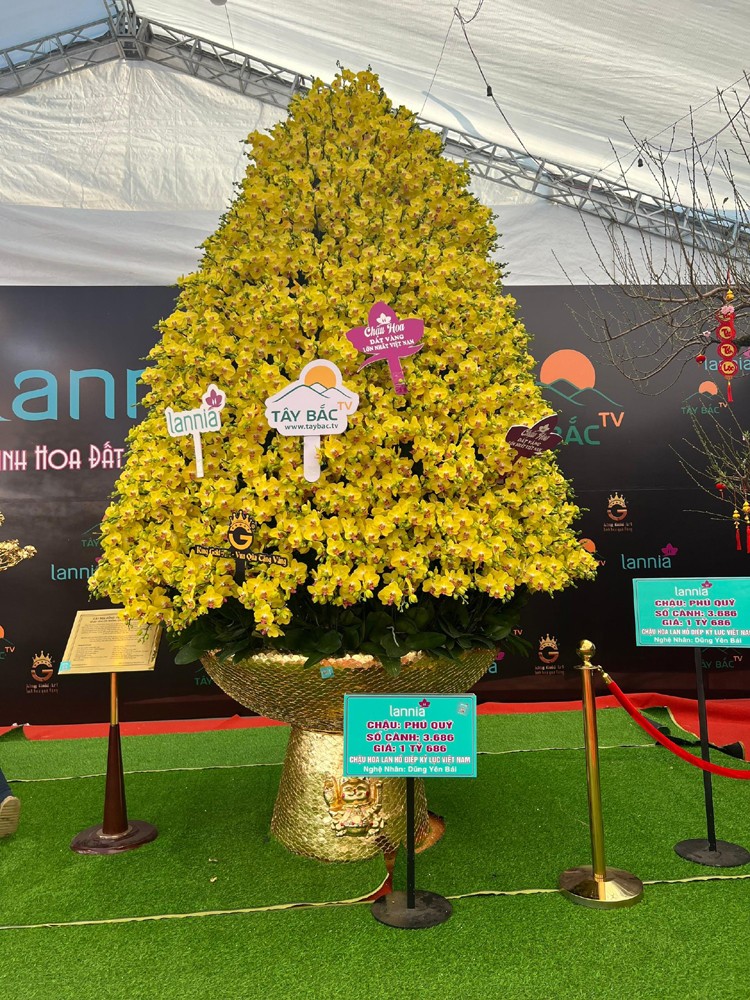 Hàng Tết 2023: Giải mã bí mật Cây mai "vàng" 24K khủng nhất Việt Nam