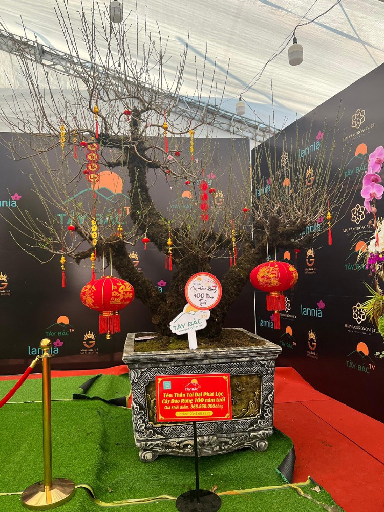 Hàng Tết 2023: Giải mã bí mật Cây mai "vàng" 24K khủng nhất Việt Nam