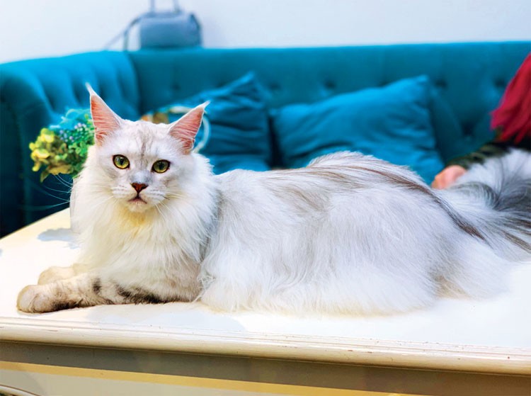 Mèo“quý tộc” và thú chơi thời thượng Mèo“quý tộc” và thú chơi thời thượng