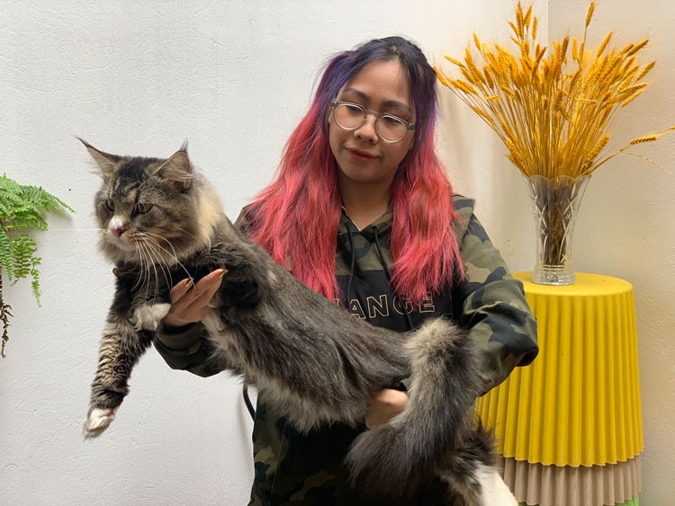 Mèo“quý tộc” và thú chơi thời thượng Mèo“quý tộc” và thú chơi thời thượng