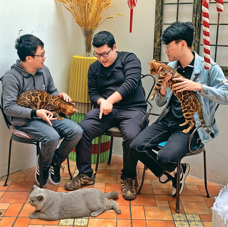 Mèo“quý tộc” và thú chơi thời thượng Mèo“quý tộc” và thú chơi thời thượng