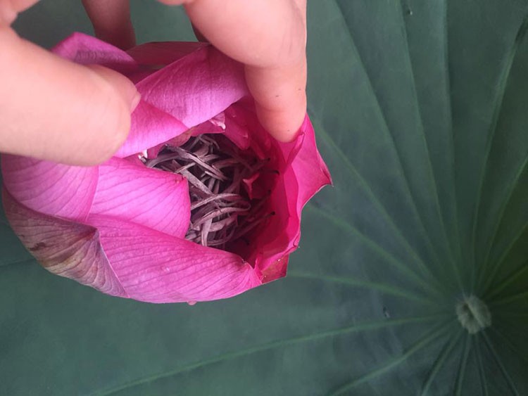 Trà Shan Tuyết hạ sơn Trà Shan Tuyết hạ sơn