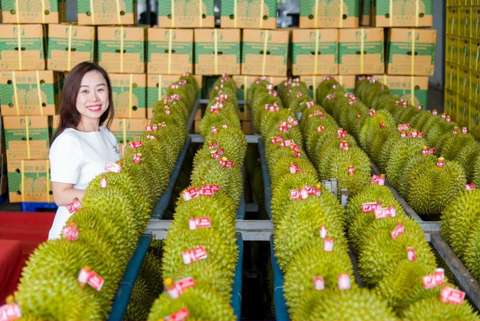 Nhà vườn sầu riêng ăn Tết rủng rỉnh nhờ thị trường Trung Quốc - Ảnh 6. Nhà vườn sầu riêng ăn Tết rủng rỉnh nhờ thị trường Trung Quốc - Ảnh 6.