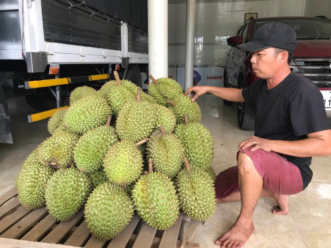 Nhà vườn sầu riêng ăn Tết rủng rỉnh nhờ thị trường Trung Quốc - Ảnh 3. Nhà vườn sầu riêng ăn Tết rủng rỉnh nhờ thị trường Trung Quốc - Ảnh 3.