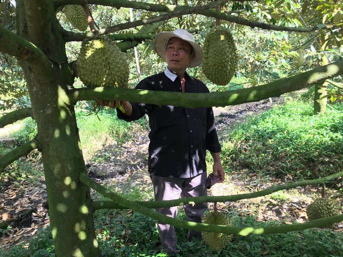 Nhà vườn sầu riêng ăn Tết rủng rỉnh nhờ thị trường Trung Quốc - Ảnh 2. Nhà vườn sầu riêng ăn Tết rủng rỉnh nhờ thị trường Trung Quốc - Ảnh 2.