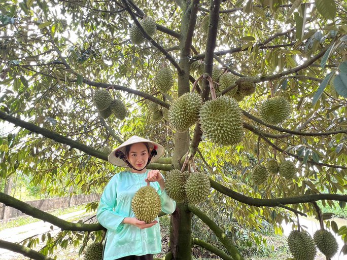 Nhà vườn sầu riêng ăn Tết rủng rỉnh nhờ thị trường Trung Quốc - Ảnh 1. Nhà vườn sầu riêng ăn Tết rủng rỉnh nhờ thị trường Trung Quốc - Ảnh 1.